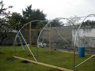 Polytunnel 16